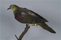 藏品(綠鳩)的圖片